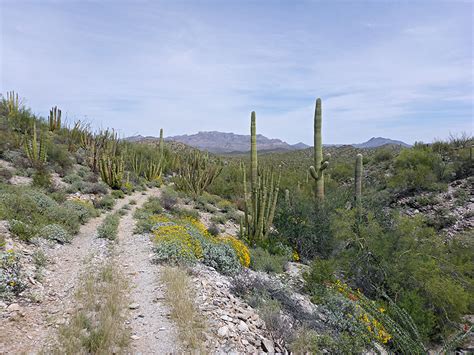Baker Mine Trail, Organ Pipe Cactus National Monument, Arizona