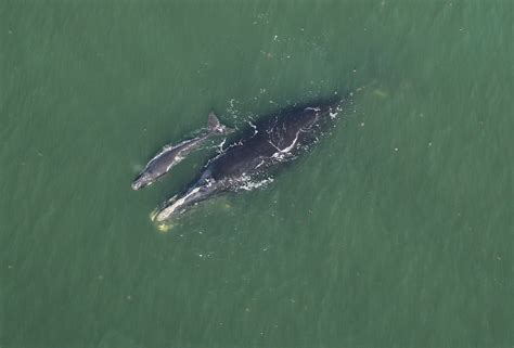 Third Baby Right Whale Spotted Off Ga Coast Giving Hope To