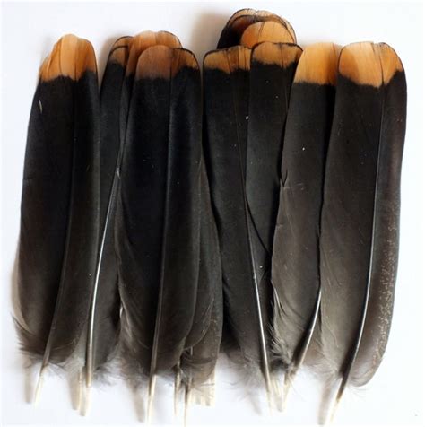 Ruffed Grouse Tail Feathers By Theinspiredbirch On Etsy