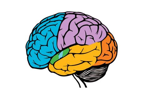 Los L Bulos Del Cerebro Anatom A Y Funciones Lobulos Del Cerebro
