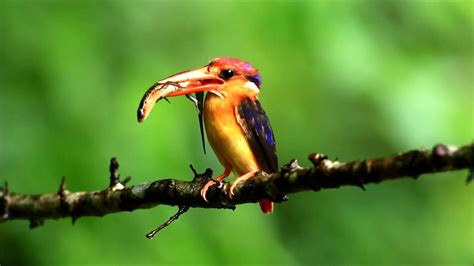 Oriental Dwarf Kingfisher Youtube