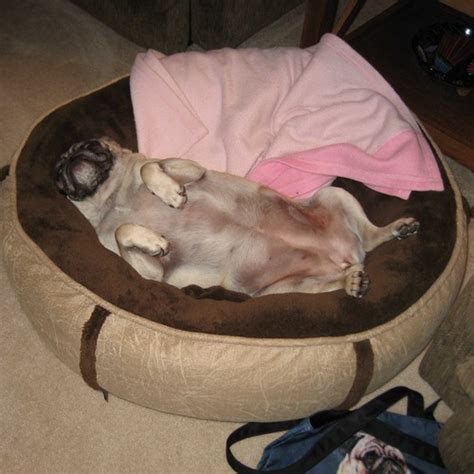 Buy Dog Whisperer By Cesar Millan Round Cuddle Up Dog Bed