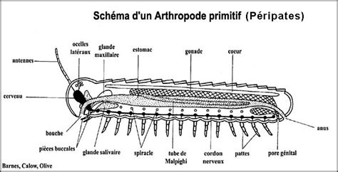 Planchearthropodes