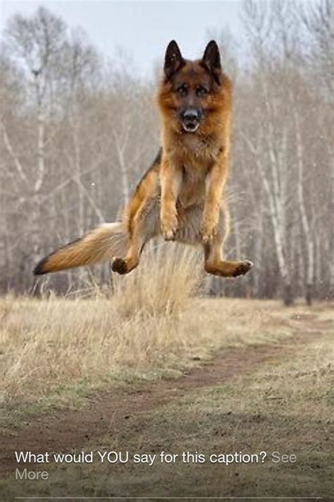 13 Best Images About Jumping For Joy On Pinterest