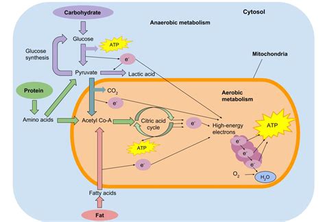 The role of carbohydrate, fat and protein as fuels for aerobic and anaerobic energy production. 10.3: Fuel Sources for Exercise - Medicine LibreTexts