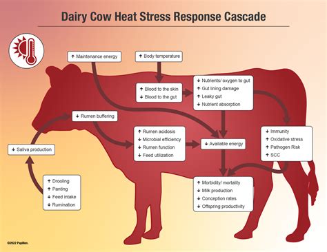 Feed Additives For Dairy Cows Necessary To Overcome Heat Stress Papillon Agricultural Company