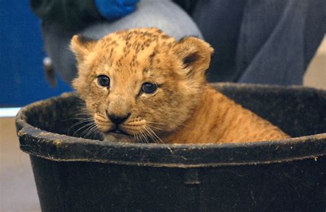 Help Lion Conservation By Voting For New Cubs Name Zooborns