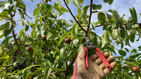 How To Prune Pear Trees To Maximize Fruit Production