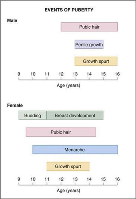 Puberty Reproductive Physiology Physiology Th Ed