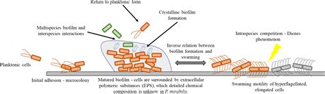 Proteus Mirabilis Swarming Motility