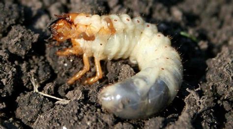 Chafer Grubs How To Kill Remove And Prevent Them From Invading Your Lawn