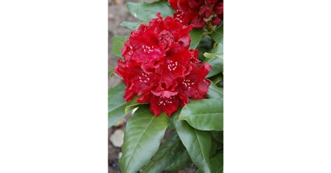Rhododendron Großblumige Hybride Cherry Kiss Alpenrose Park Der Gaerten
