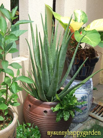Chocolate lady finger dessert | vintage recipe project. My Sunny Happy Garden: A Garden of Pride (Featured Garden Series)