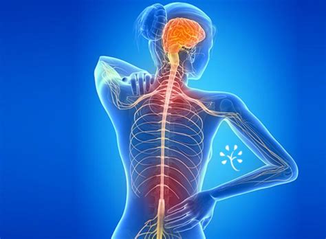 Vagus Nerve Function Disorder And How To Stimulate It