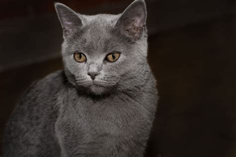 El Gato British Shorthair O Gato Británico De Pelo Corto El Gato Siamés