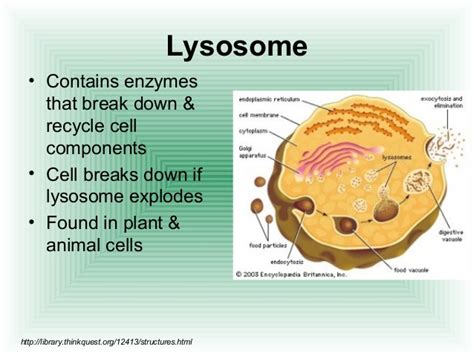 They are spherical vesicles that contain hydrolytic enzymes that can break down many kinds of biomolecules. Cell structure function 2.2(k)