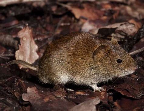 Bank Vole Life Expectancy