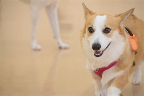 【犬図鑑】ウェルシュ・コーギーの歴史や性格、飼い方のポイント シェリー ペットの幸せを一緒に考える