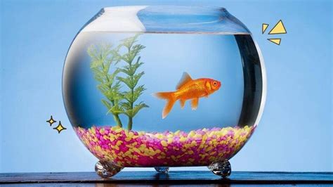 21 Jenis Ikan Hias Aquarium Paling Cantik Best Seller Gramedia