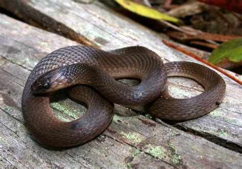 Rough Earthsnake Florida Snake Id Guide