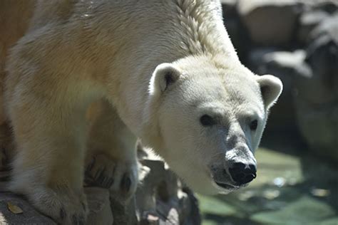 Polar Bear Conservation At The Maryland Zoo