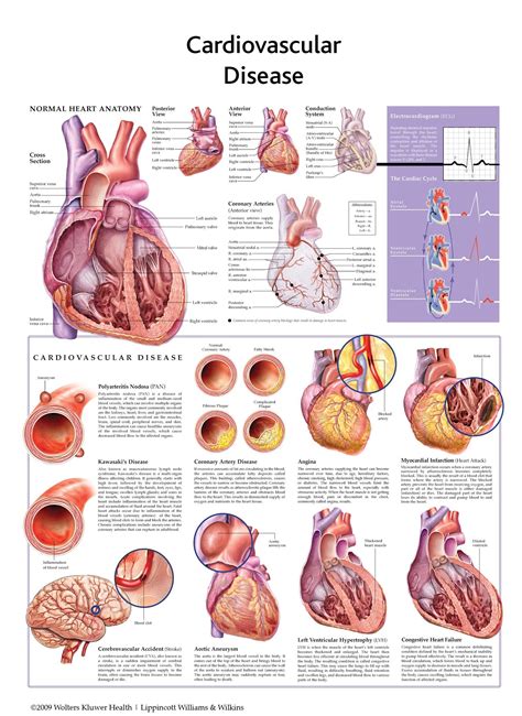 Large Anatomical Charts
