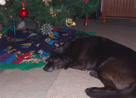 The Little Dog Shelter In The Holler December 2011
