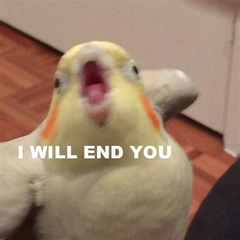 Bildergebnis Für Bird Memes Parrots Funny Memes Funny Birds Memes