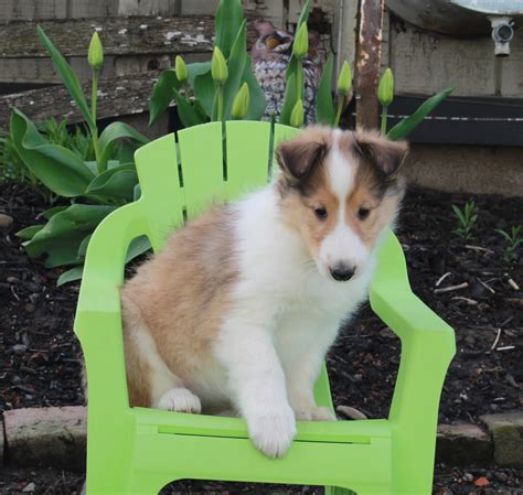 Akc Registered Collie Lassie For Sale Fredricksburg Oh Female Heather