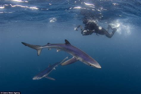 elusive blue sharks spotted in uk waters lucky brits capture stunning photos off the cornish
