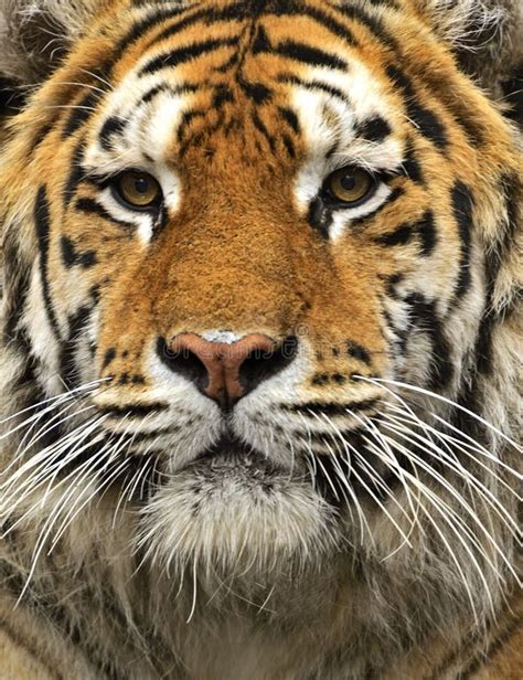 Amur Tiger Stock Photo Image Of Animals Dangerous Tiger 38112370