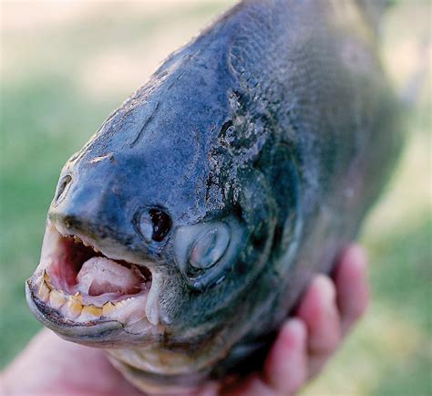 Some of them can control their depth only by swimming sonar operators, using the newly developed sonar technology during world war ii, were puzzled by what appeared to be a false. Invasive Pacu Fish With Human-Like Teeth Found in New Jersey