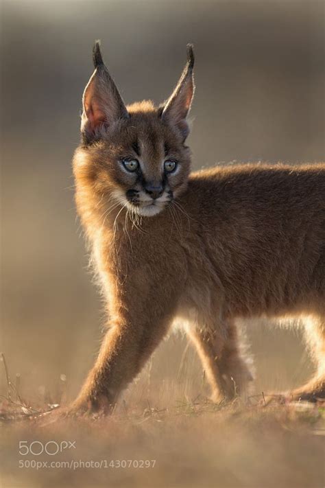 11 Best Lynx Pets Images On Pinterest Lynx Big Cats And