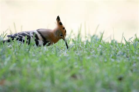 Hoopoe Bird On Grass Free Stock Photo Public Domain Pictures