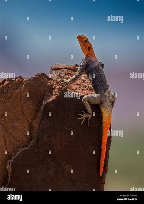 The Common Agama Red Headed Rock Agama Or Rainbow Agama A Species Of