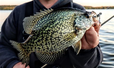 Jig Trolling Fall Crappies Northland Fishing Tackle