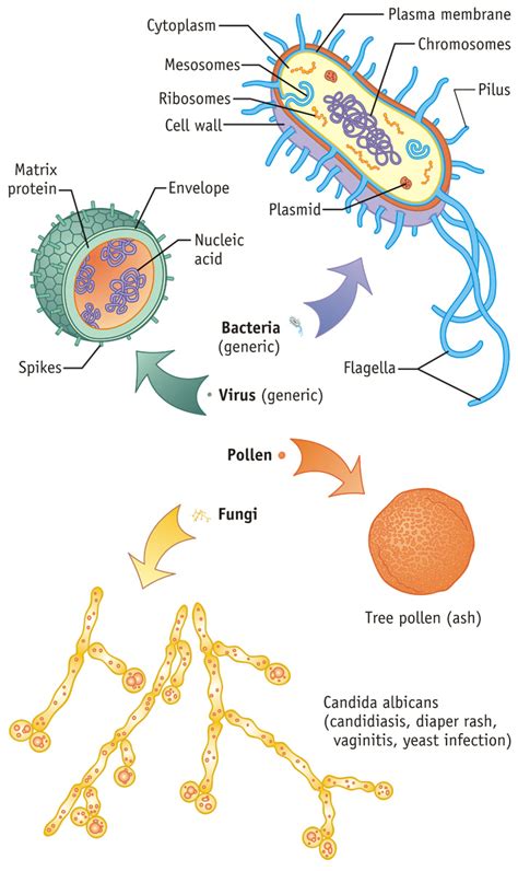 Fungi Bacteria And Viruses