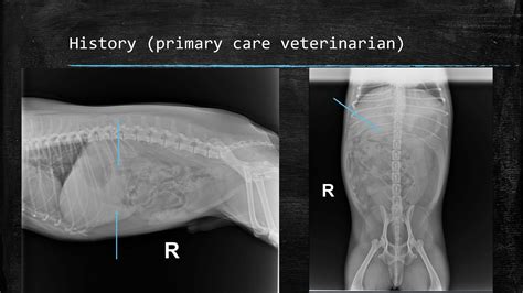 Pregnant Chihuahua X Ray