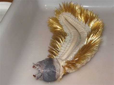 Giant Worm Discovered In The Deep Antarctic Ocean Worms Antarctic