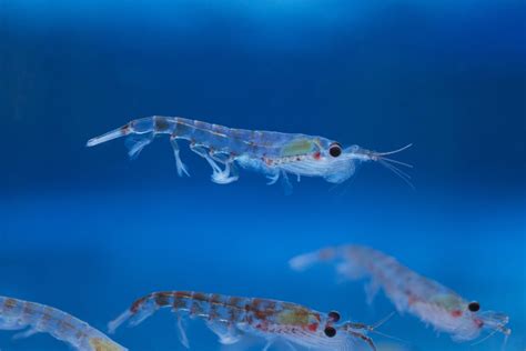 Climate Change Threatens Antarctic Krill And The Sea Life That Depends