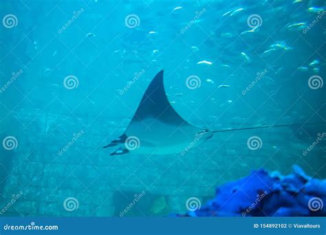 Manta Ray In Aquarium At Seaworld 34 Editorial Photography Image Of