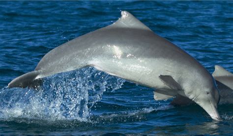 New Australian Dolphin Species Listed Australian Geographic