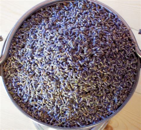 Dried Lavender In Bulk By Lavender Fanatic Specialty Lavender Buds