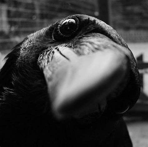 A Very Close Up Black Bird Crow Raven