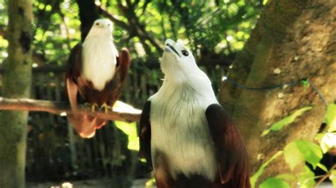 Cerita Dari Pulau Kotok Besar Tempat Konservasi Elang Bondol Burung Maskot Jakarta