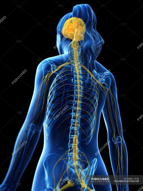 Spinal Nerves Stock Photos Royalty Free Images Focused