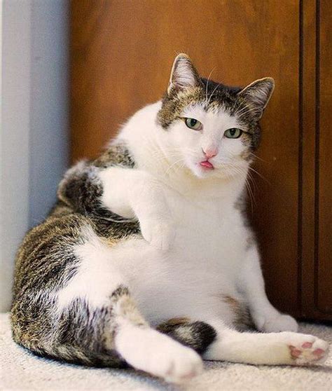Very Fat Cats Funtuna