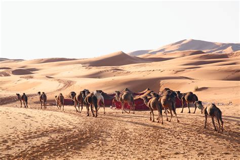 Hot Desert Facts Hot Desert Climate Dk Find Out