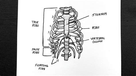 Diagram Of Rib Cage How To Draw Rib Cage Step By Step Class