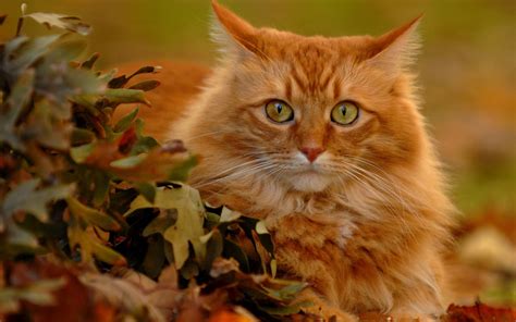 Red Cat In Autumn Leaves Wallpapers And Images Wallpapers Pictures